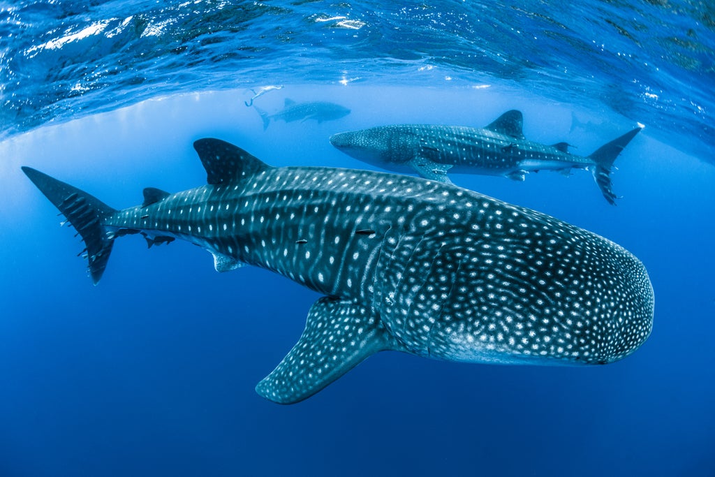 Endangered whale sharks face significant threat from shipping – study