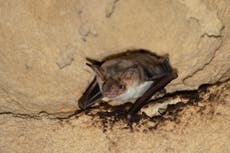 Creating a buzz: These bats pretend to be bees to seem more dangerous