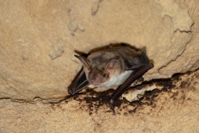 <p>A greater mouse-eared bat, which scientists found buzzes like hornet</p>