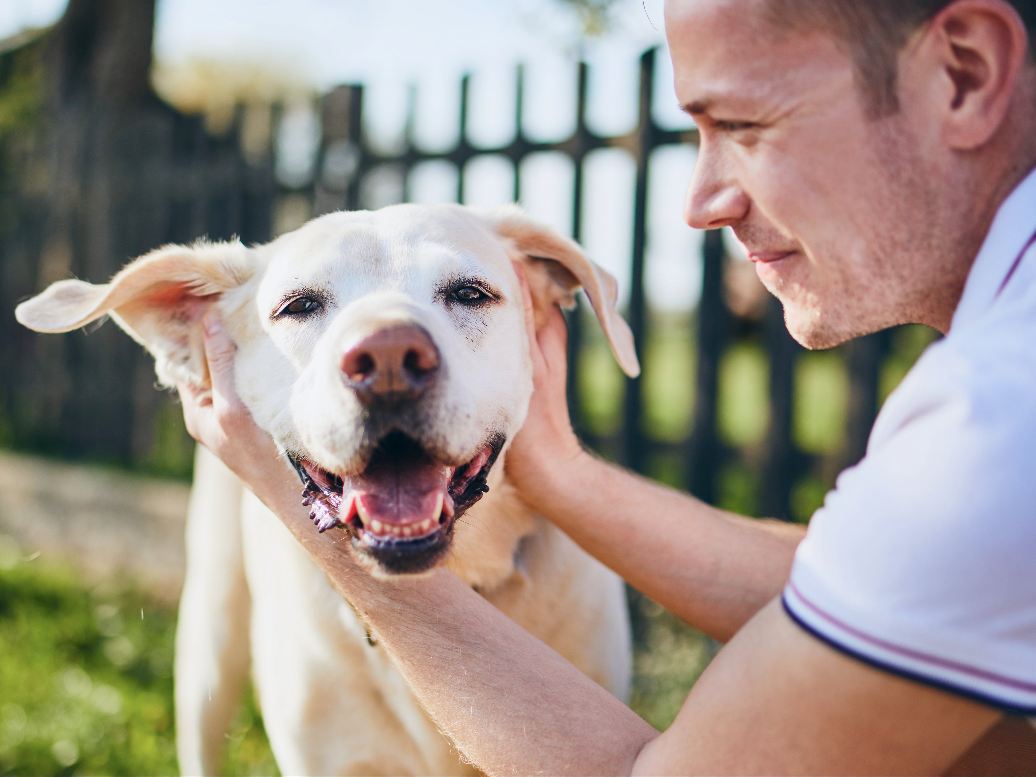 The study ‘helps to shed more light on the human-dog relationship’, say researchers