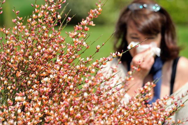 <p>The Met Office has issued a red warning for pollen in some parts of the UK (Picture: AFP via Getty Images) </p>