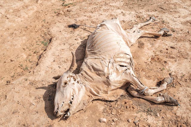 <p>A cow carcass lies in the dust in Ethiopia last month. The country, and other parts of East Africa, are undergoing a crippling drought</p>