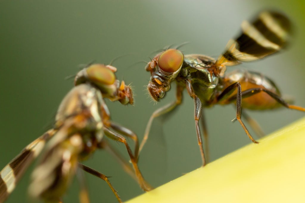 Fruit flies prioritise mating over survival, new study suggests