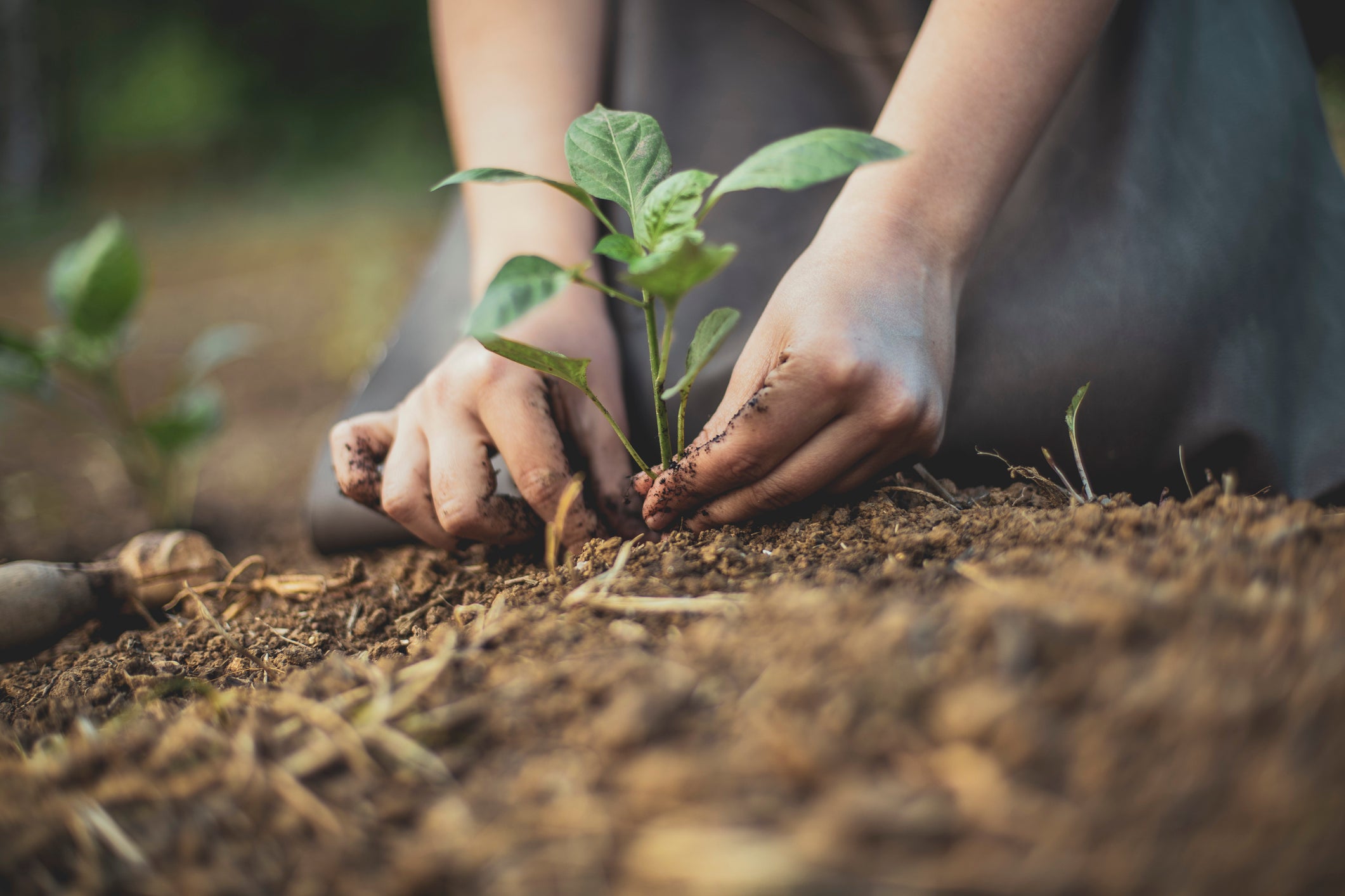 how much oxygen does basket grass plant produce