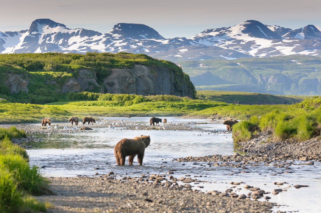 Alaska is home to over 140,000 bears of various species.