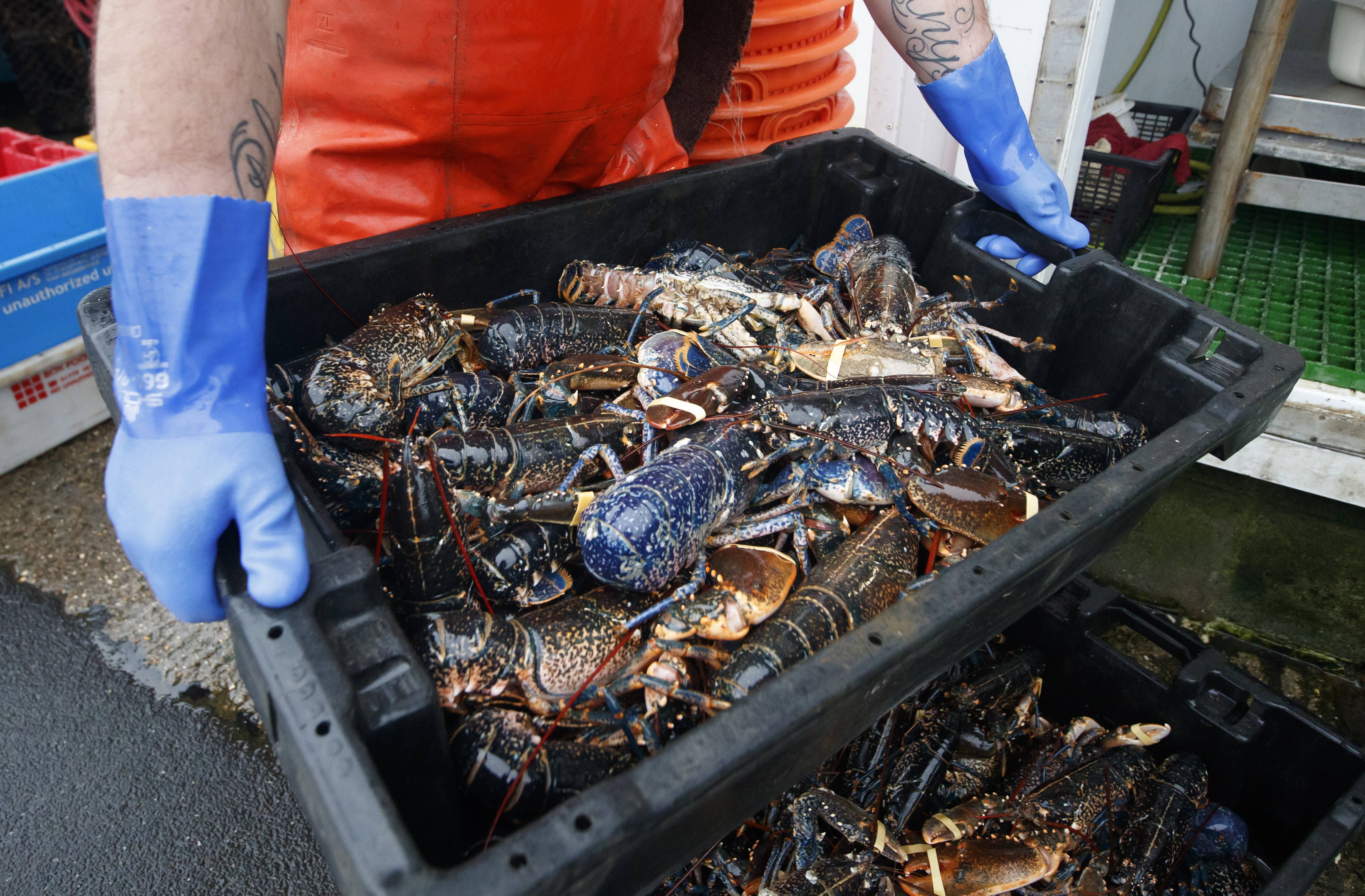 Lobsters are processed at the fishing port at Bridlington Harbour in Yorkshire, in December 2020