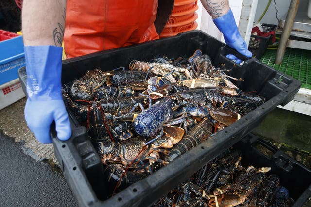 <p>Lobsters are processed at the fishing port at Bridlington Harbour in Yorkshire, in December 2020 </p>