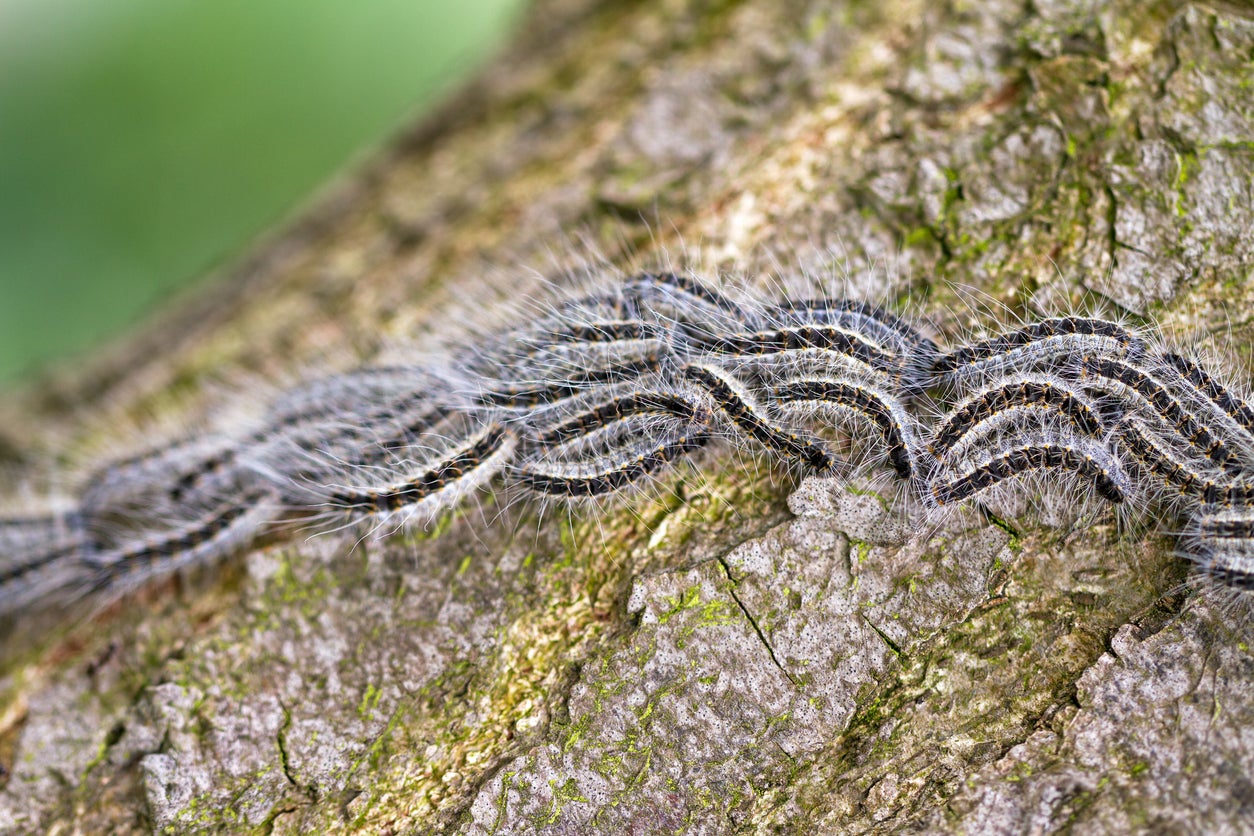 Experts are encouraging the public to report sightings of oak processionary caterpillars.