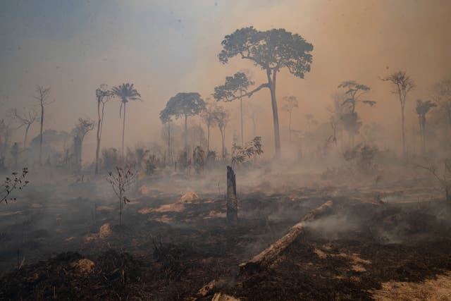 <p>Fire consumes land recently deforested by cattle farmers in Brazil </p>