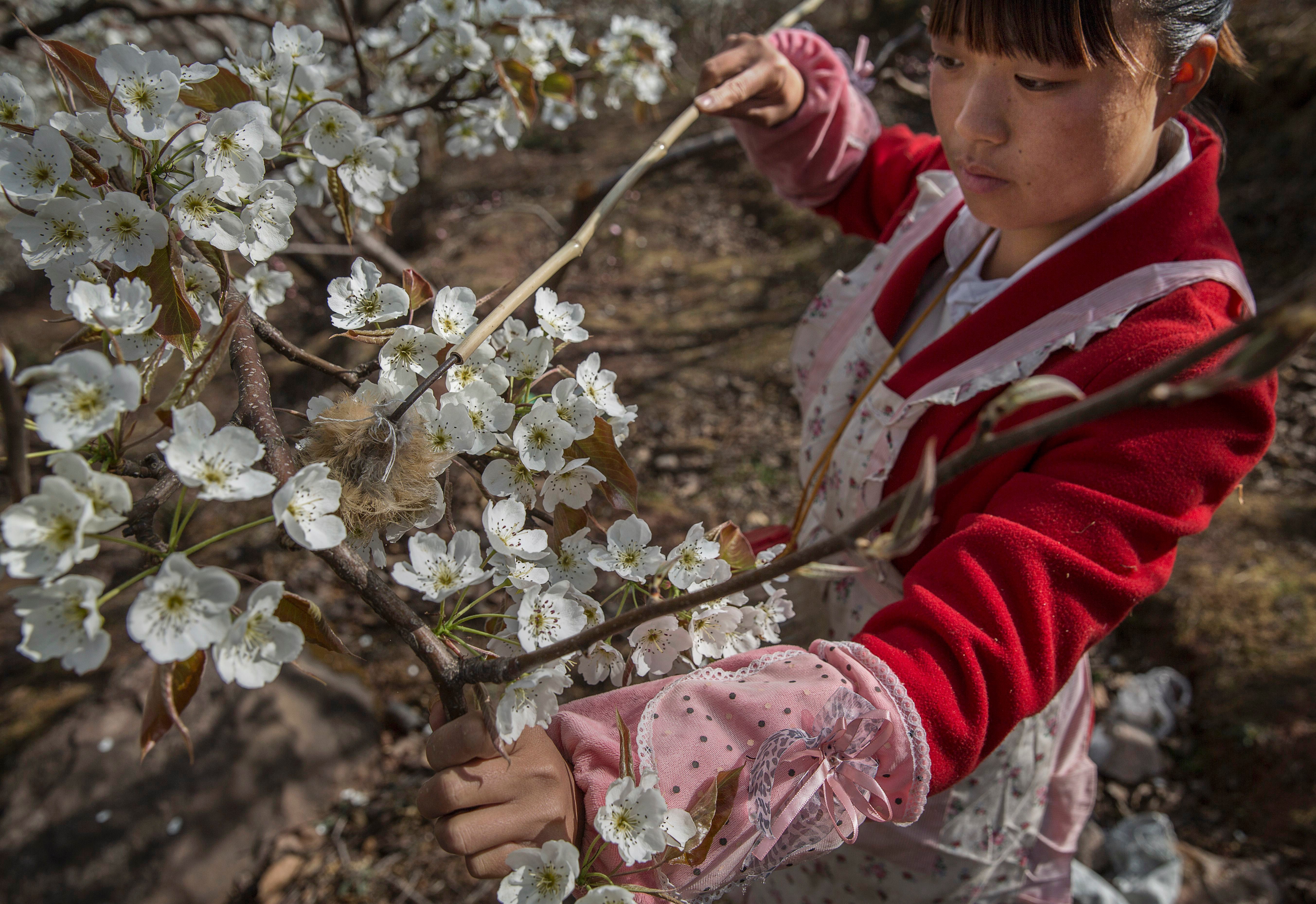Pollinating a pear tree by hand in China