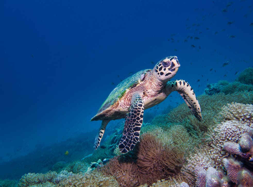 <p>The hawksbill turtles involved in the study are generally found in the tropical waters of the Atlantic, Indian and Pacific Oceans</p>