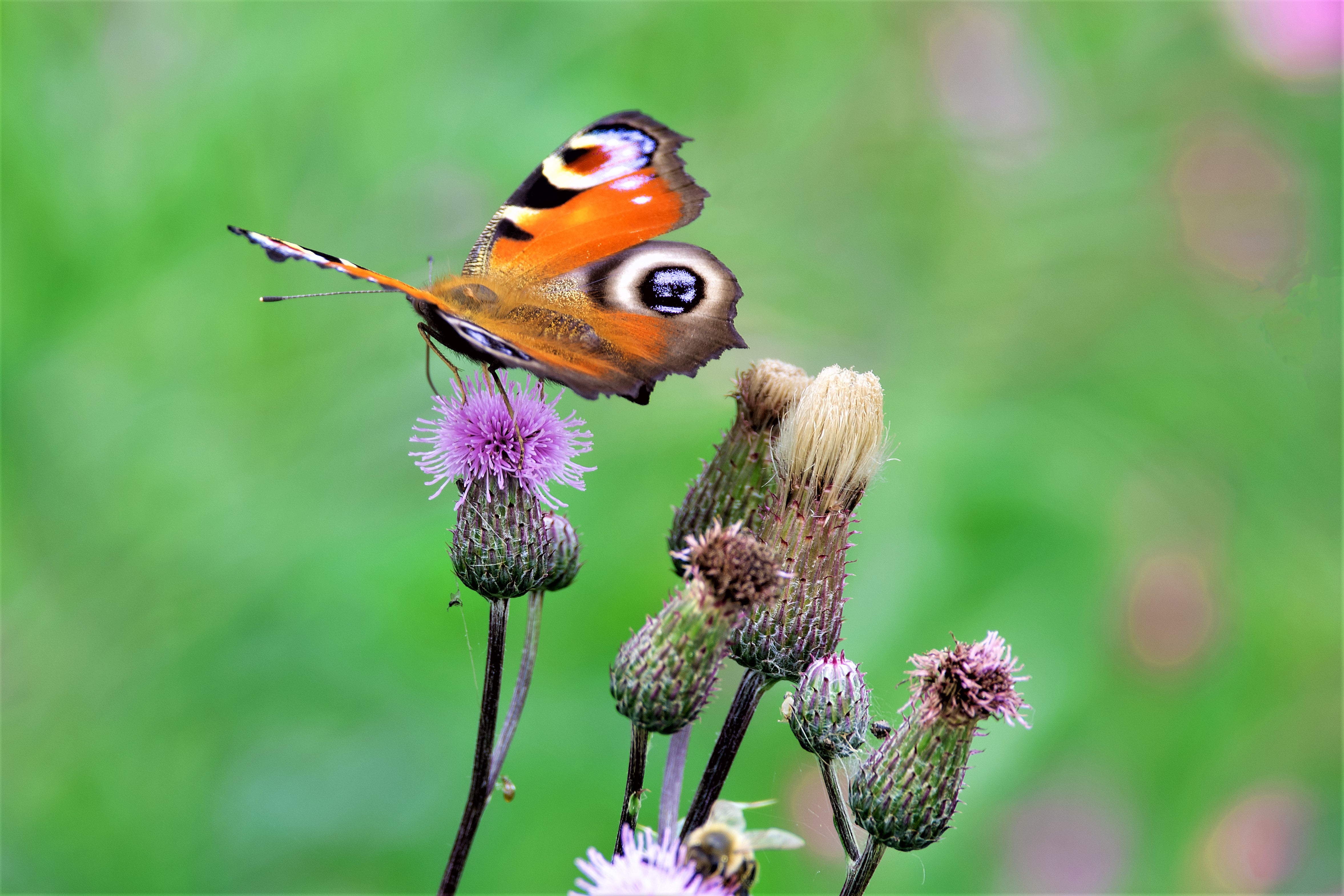 Butterflies have experienced declines in numbers of between 30 and 50 per cent across Europe