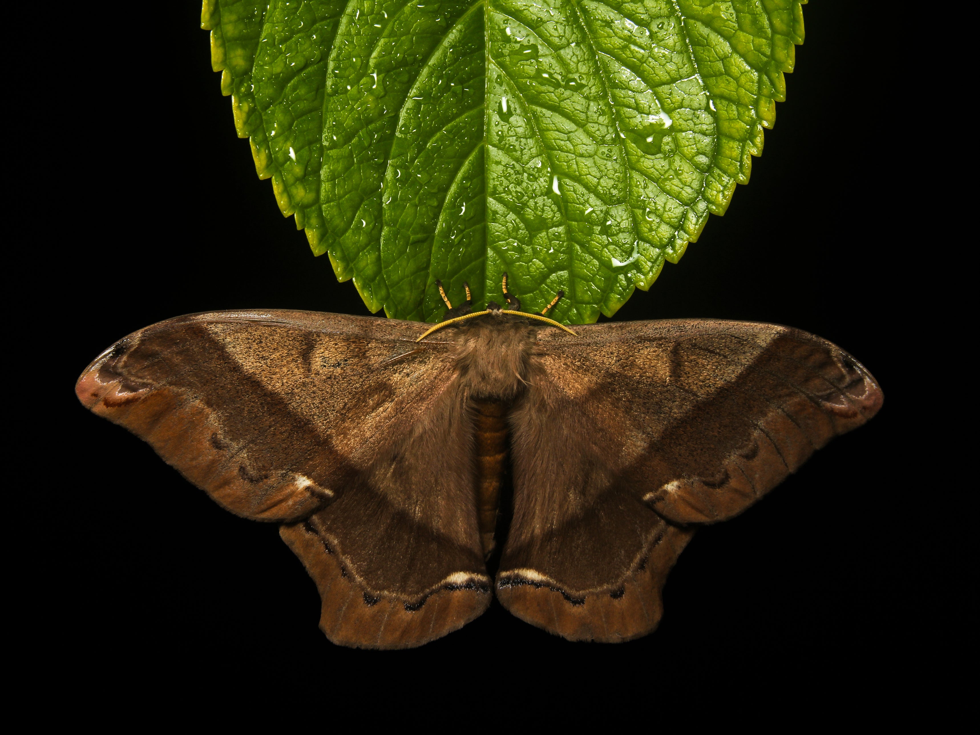 Climate change has already been implicated in the decline of moths in Costa Rica
