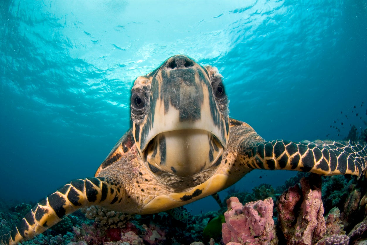 The turtles rely on the Earth’s magnetic field to navigate distances, say the study’s authors