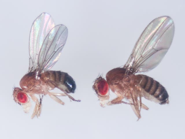 <p>Drosophila melanogaster, or the common fruit fly, holds many secrets about biology</p>