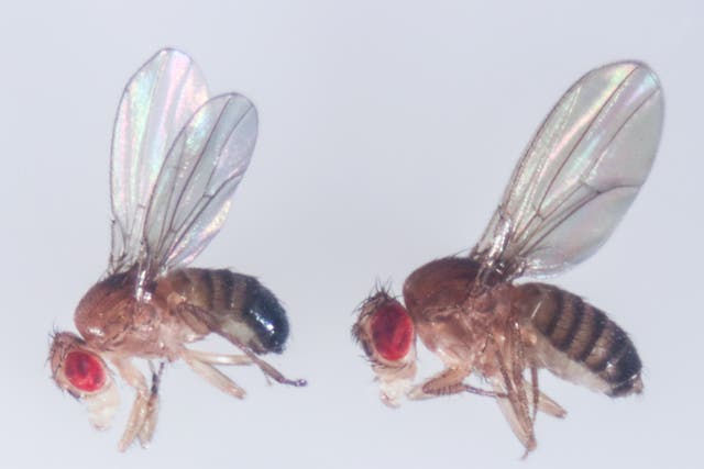 <p>Drosophila melanogaster, or the common fruit fly, holds many secrets about biology</p>
