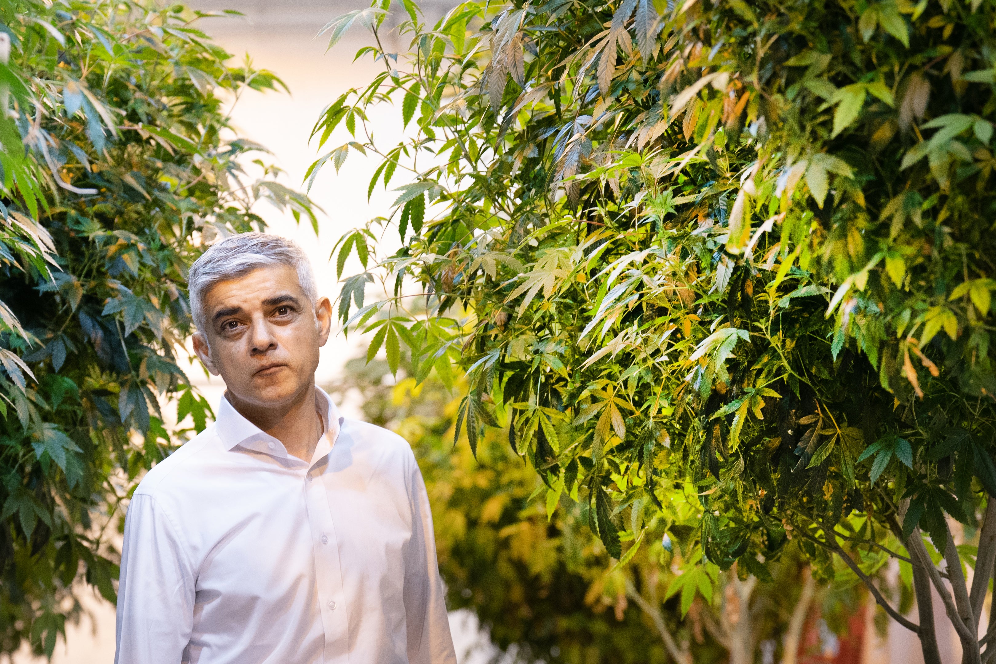 Mayor of London Sadiq Khan walks through a cannabis factory in LA
