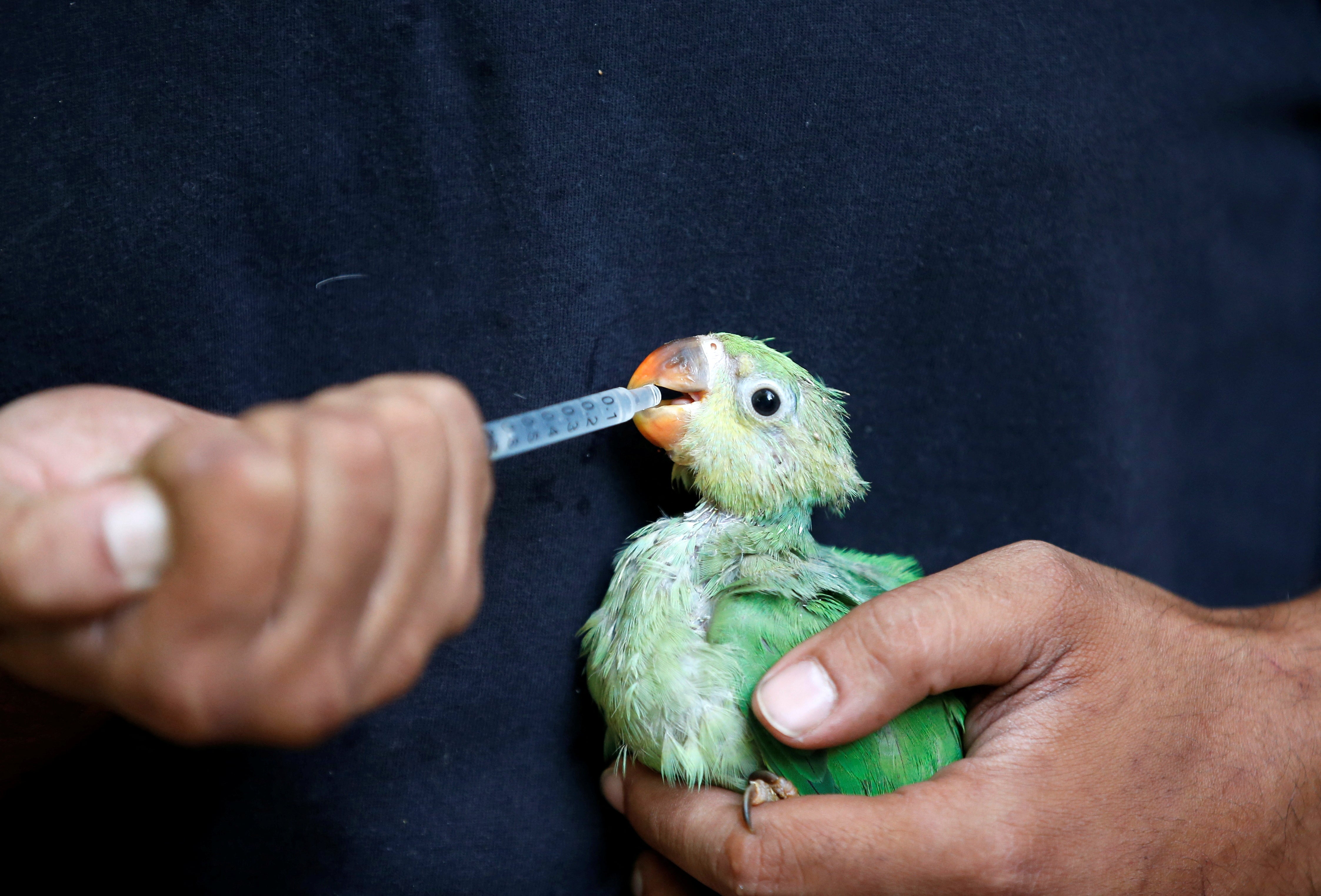 A caretaker in Ahmedabad feeds multivitamin mixed with water to a parakeet after it was found dehydrated due to heatwave