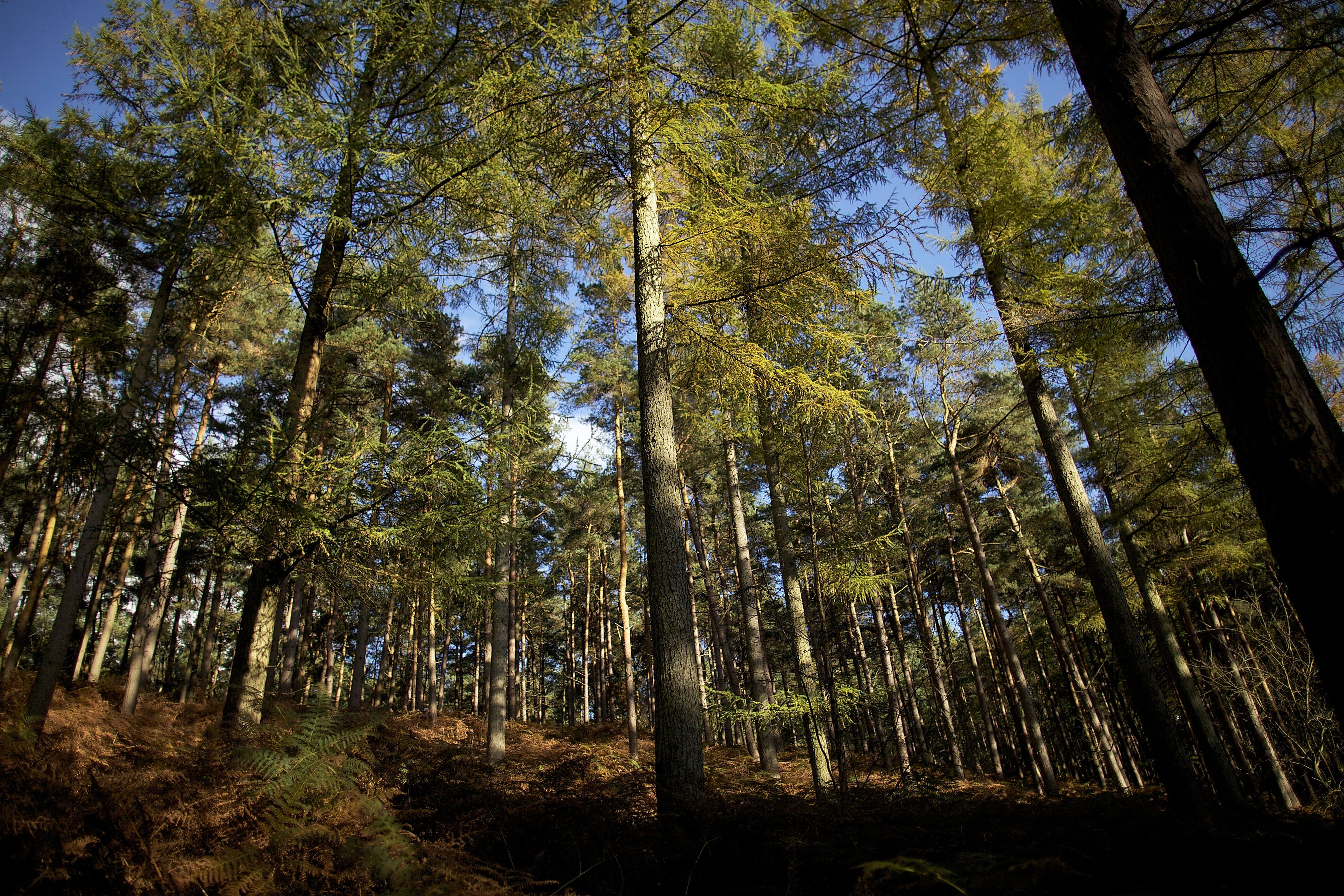 Trees have been deliberately poisoned in Dorset (file photo)