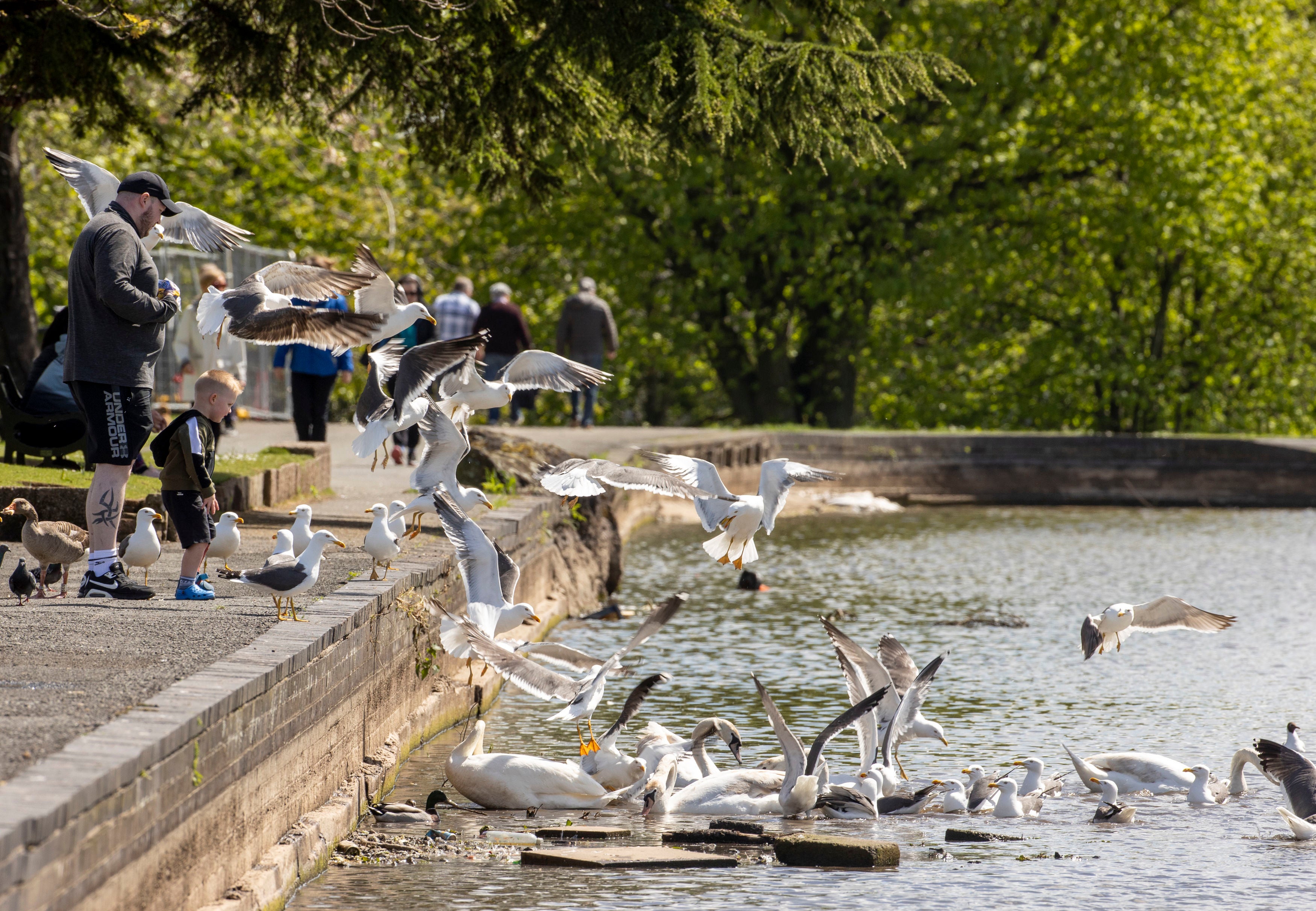 A man and a young boy feed swans and gulls at the Waterworks in Belfast on Tuesday