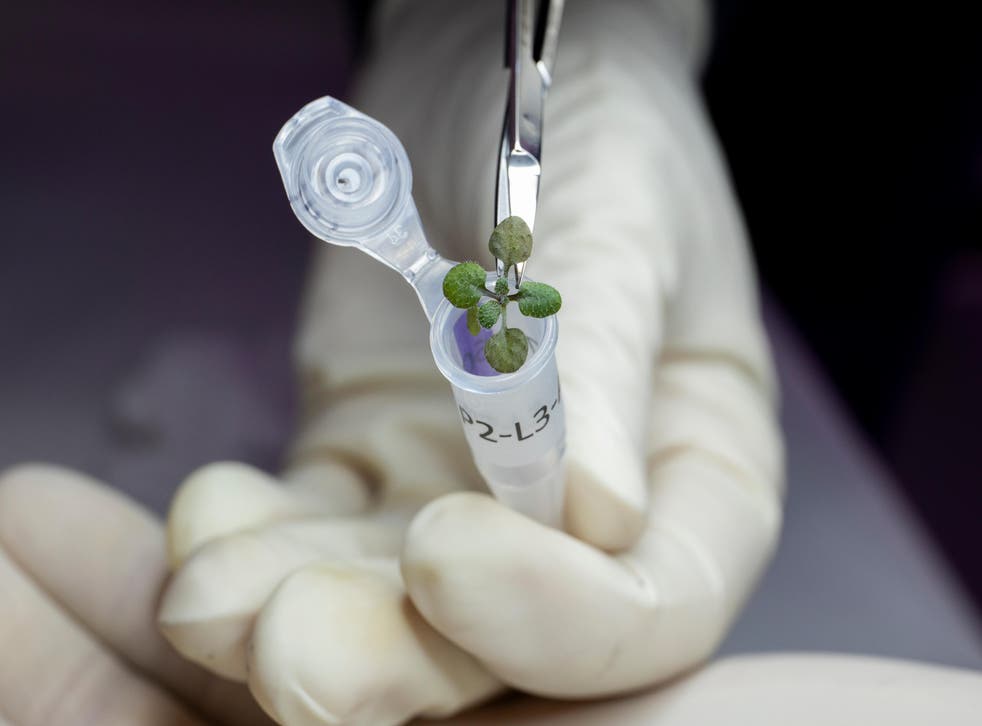 Scientists have grown plants in soil from the moon for the first time (Tyler Jones/UF/IFAS)