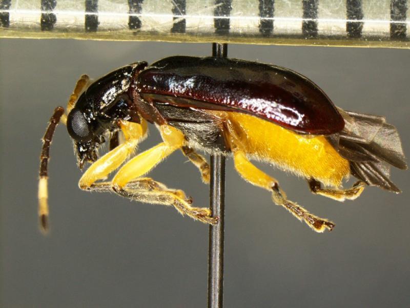 A specimen of Cochabamba, an invasive species of beetle, was found in a shipment of fruit at the US-Mexico border