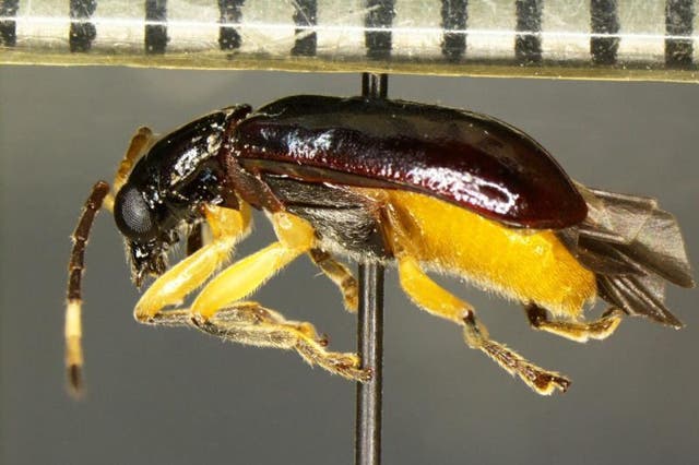 <p>A specimen of Cochabamba, an invasive species of beetle, was found in a shipment of fruit at the US-Mexico border</p>