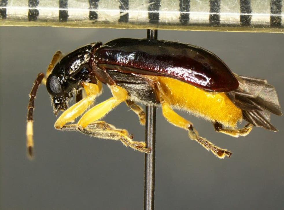 <p>Un ejemplar de Cochabamba, una especie invasora de escarabajo, fue encontrado en un envío de fruta en la frontera entre EE.UU. y México</p>