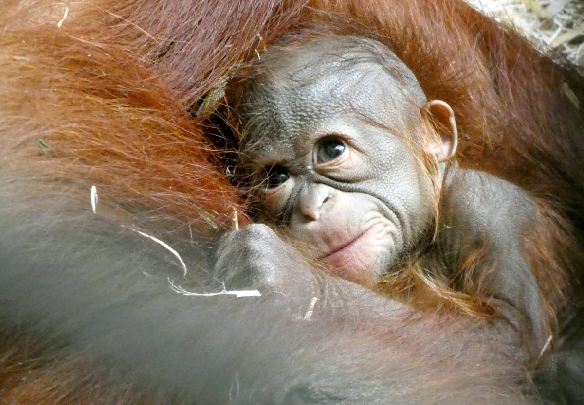 Watch the moment orangutan introduces her newborn baby to family