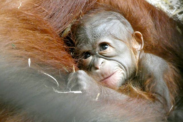 <p>Rudy, a 36-year-old Bornean orangutan, gave birth to the infant at The Topeka Zoo and Conservation Center in Kansas on 7 May </p>