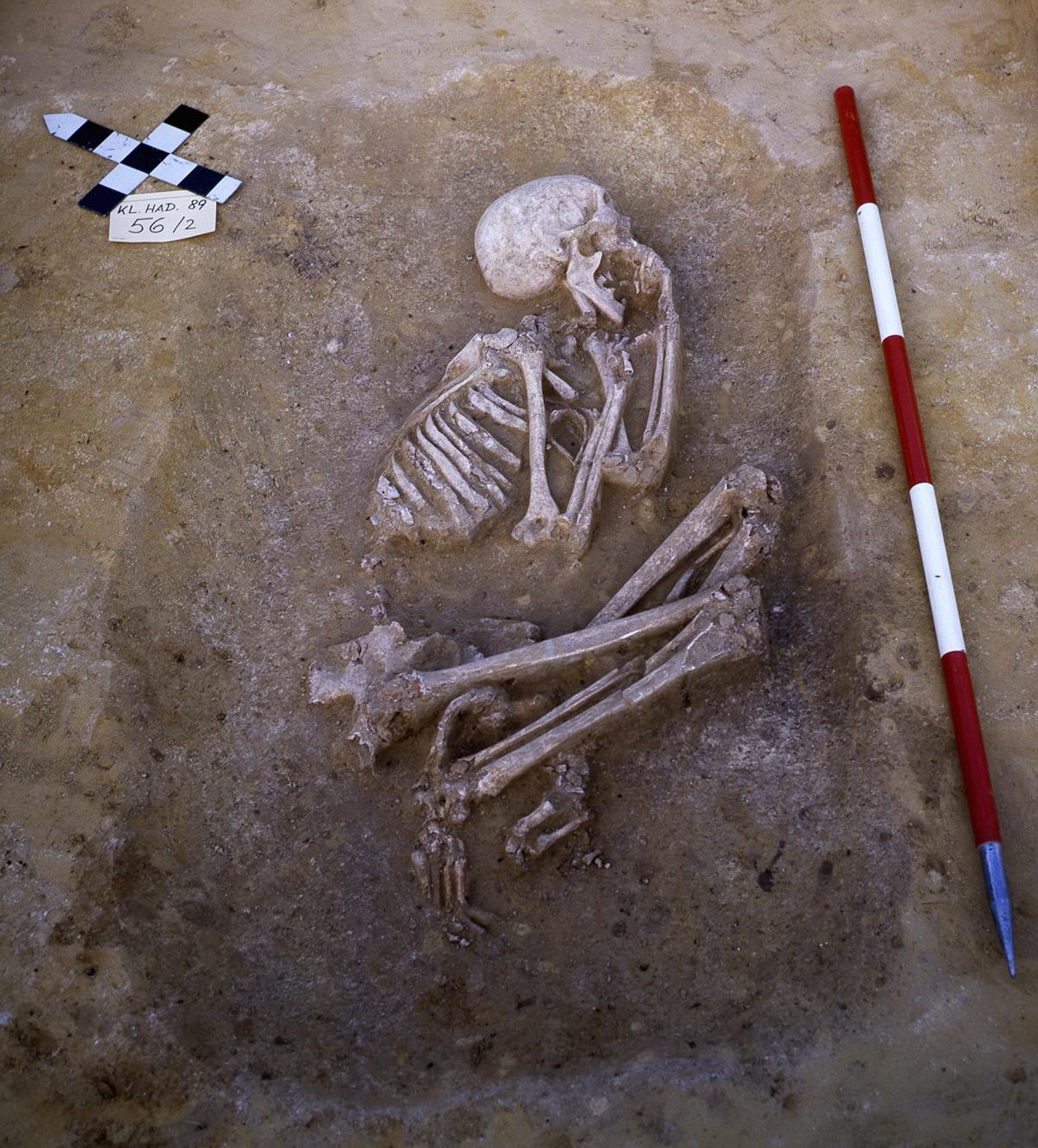 A fossil skeleton from the Kleinhadersdorf site in the Lower Austrian Weinviertel, whose genome was analysed in the study