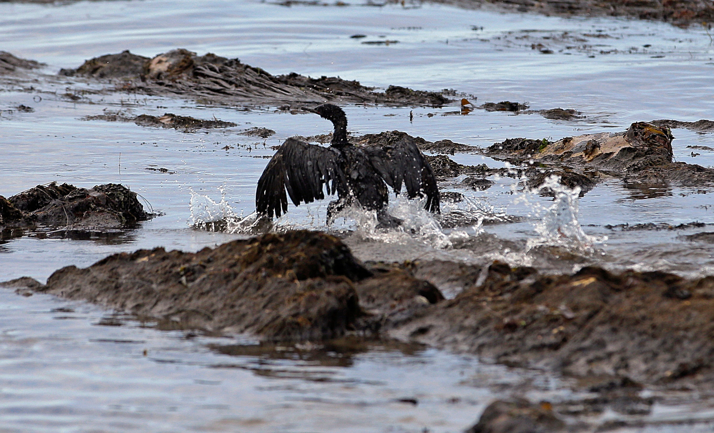 California Oil Spill Settlement