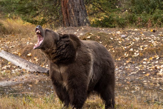 <p>A grizzly bear pictured in Montana (file photo) </p>