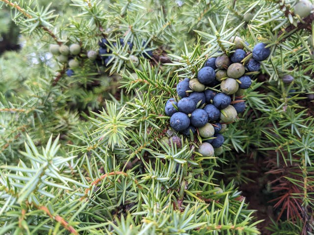 Juniper trees are under threat (Plantlife/PA)