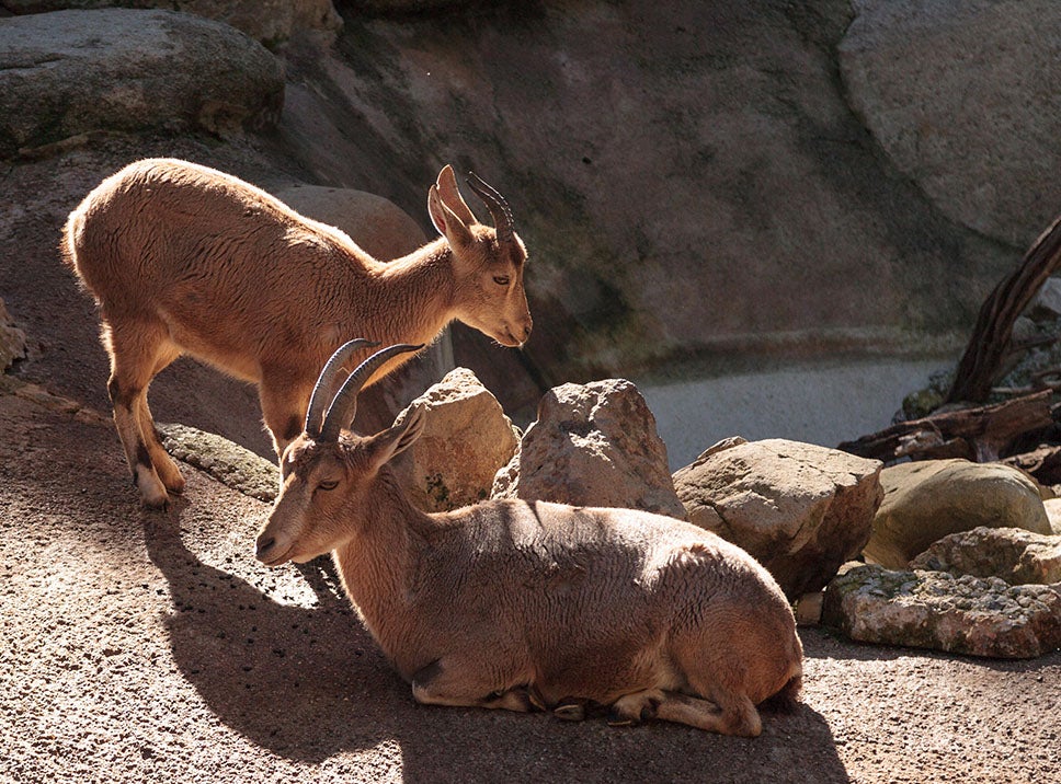 Enjoy a Saudi safari, where you’ll meet local creatures like the Nubian Ibex