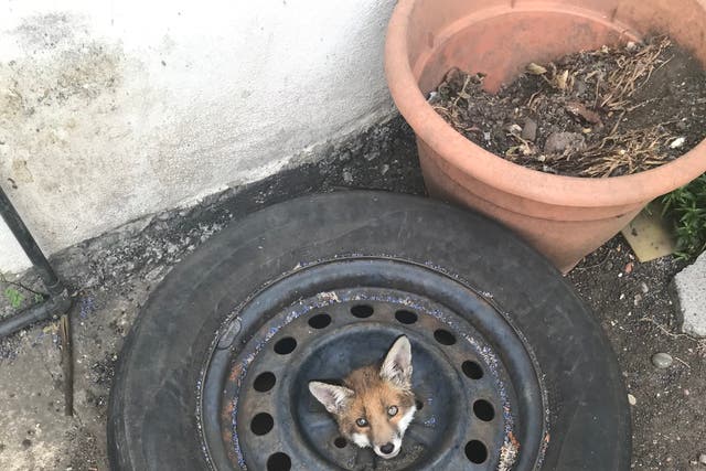 One fox got stuck in Haringey, north London. (PA/RSPCA)