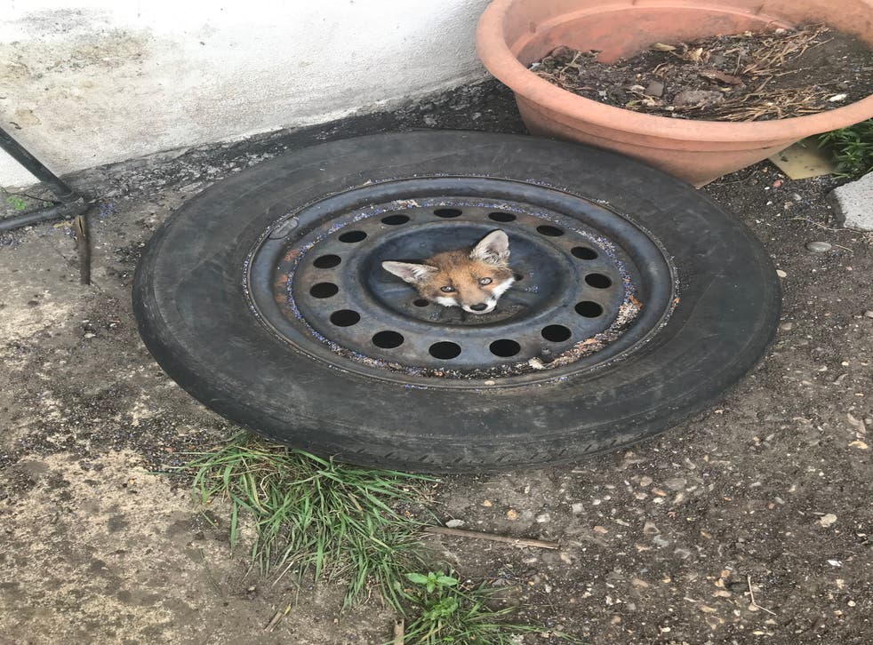 One fox got stuck in Haringey, north London. (PA/RSPCA)