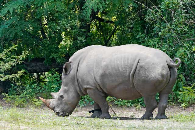 Rhino Fitness Tracker