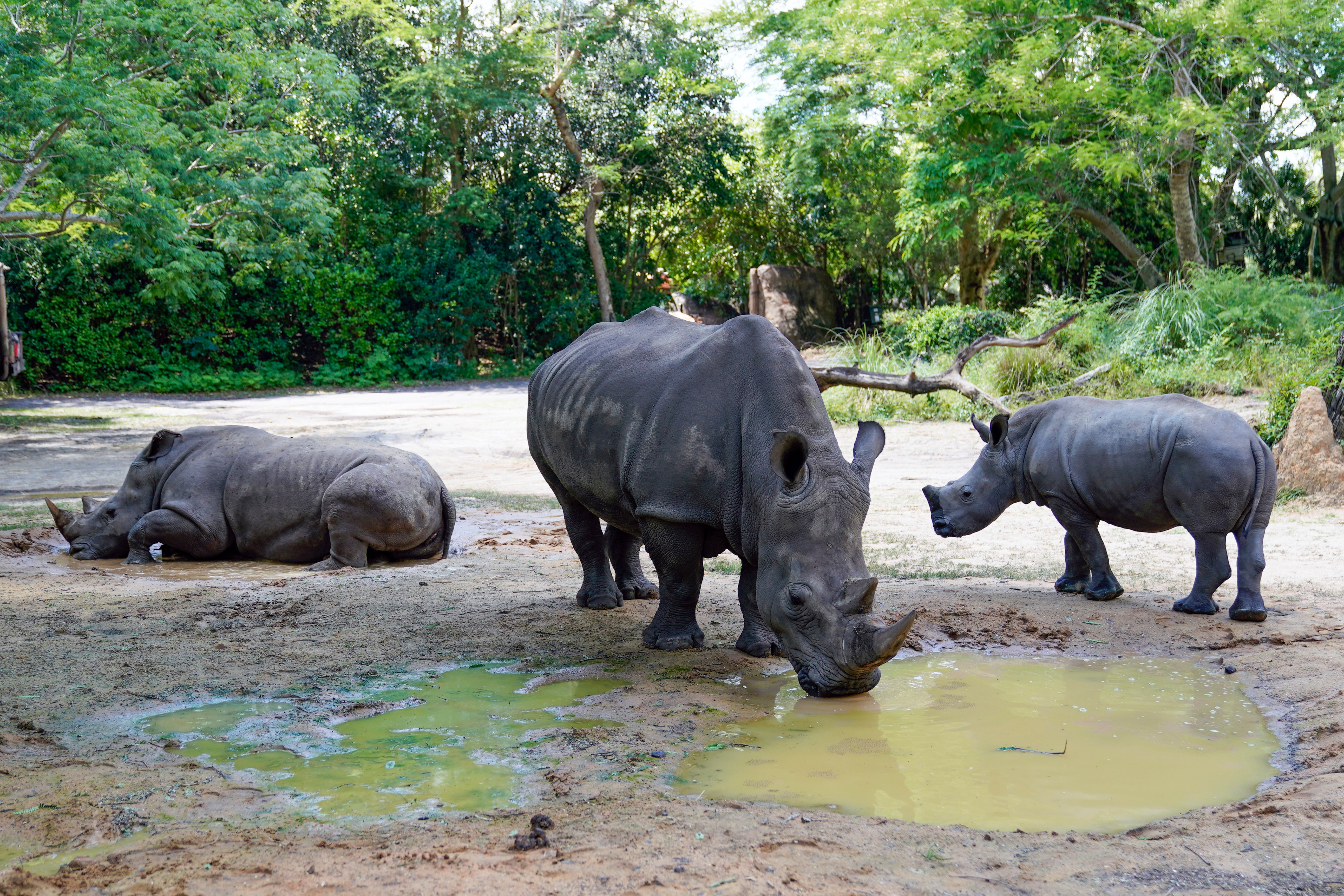 Rhino Fitness Tracker