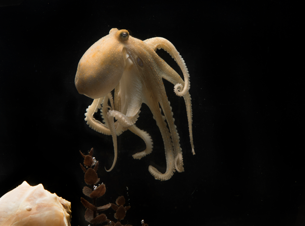 <p>Octopus bimaculoides</p>
