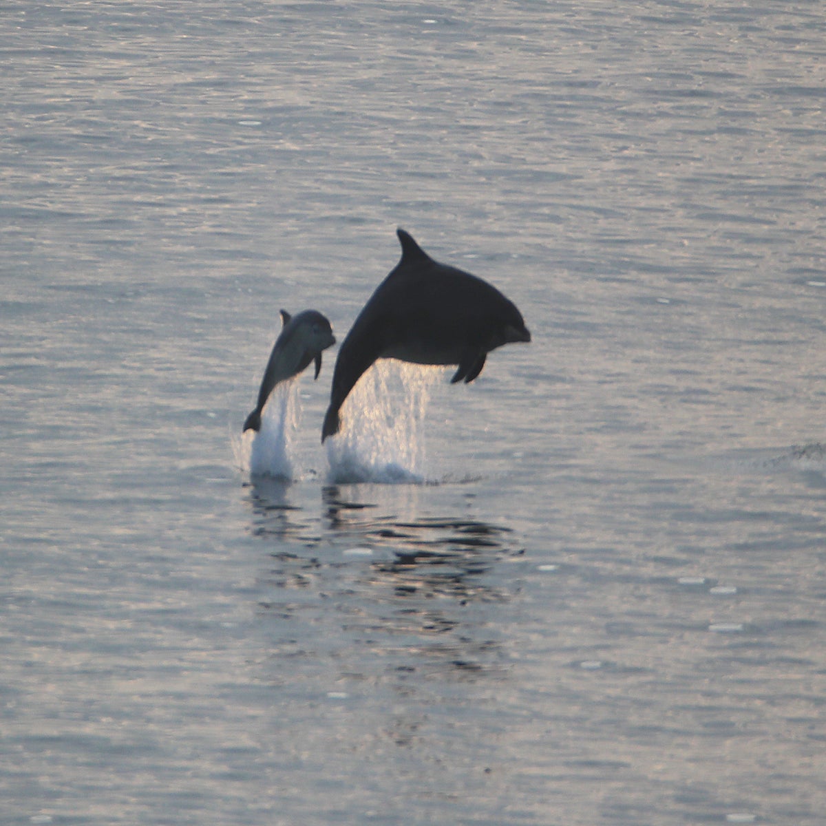 Dolphins can identify their friends by taste, study shows for the