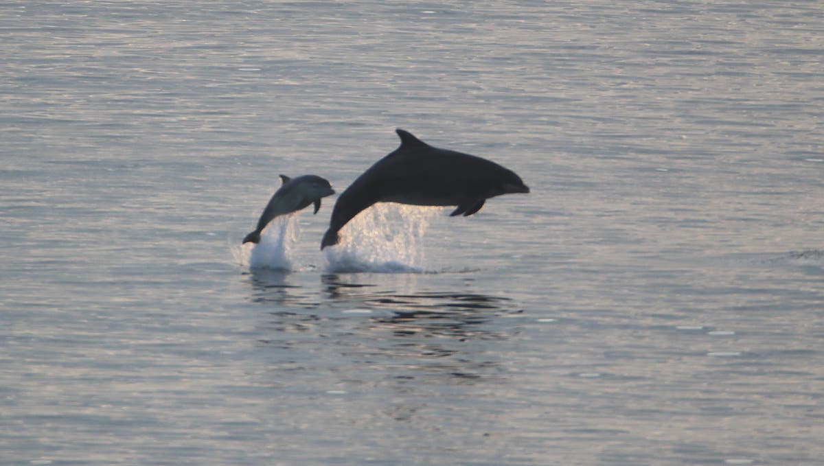 Bottlenose dolphins get their signature whistles from neighbourhoods they live in