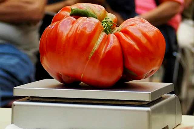 Gardening Giant Tomatoes