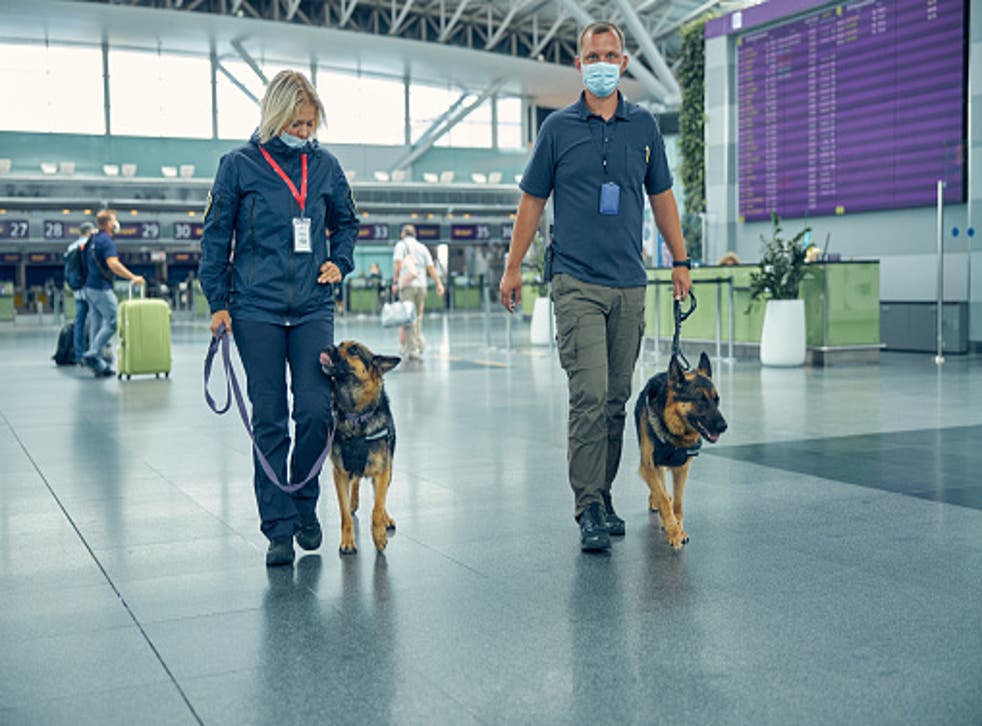 <p>The team picked out dogs which had previously undergone training to sniff out illicit drugs, dangerous goods or cancer [file photo] </p>