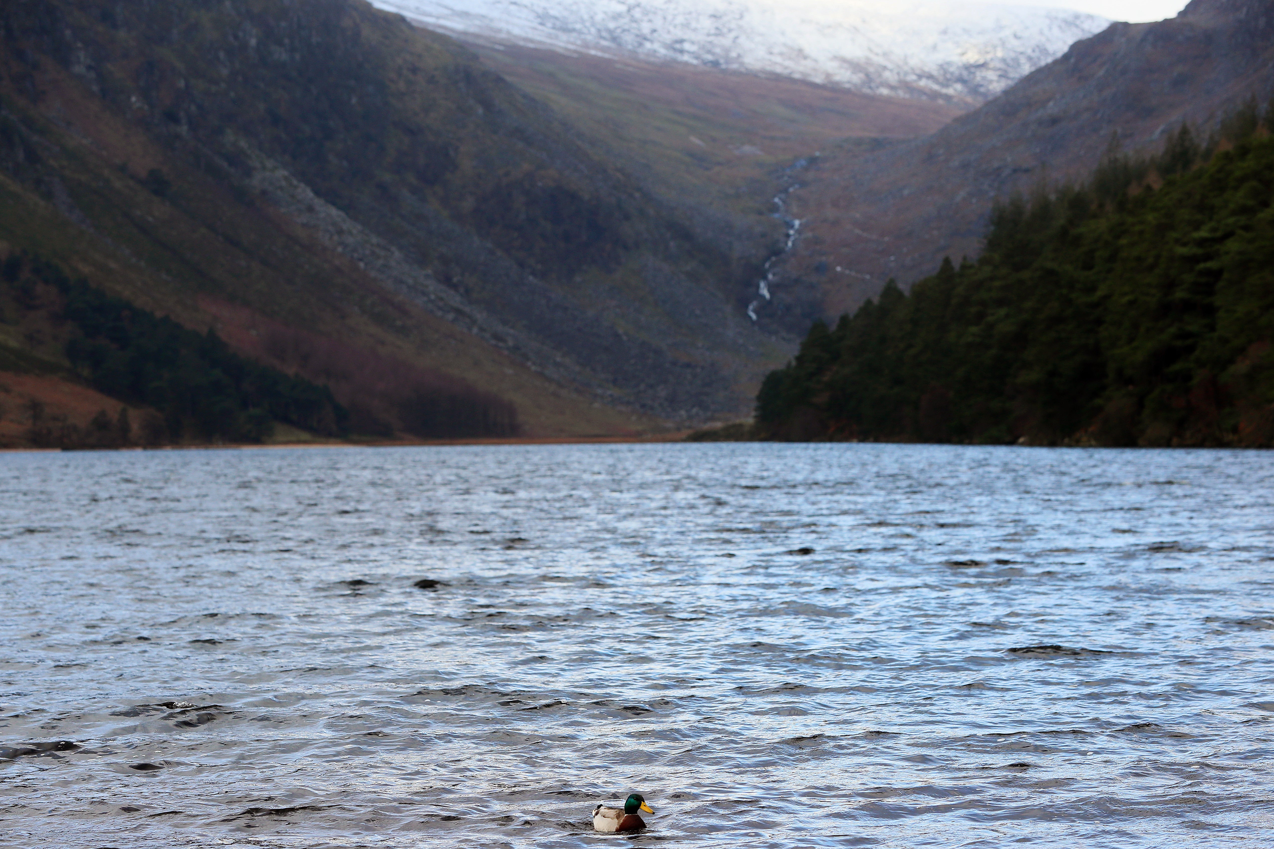 A duck on Glendalough Upper Lake, Co Wicklow (Brian Lawless/PA)