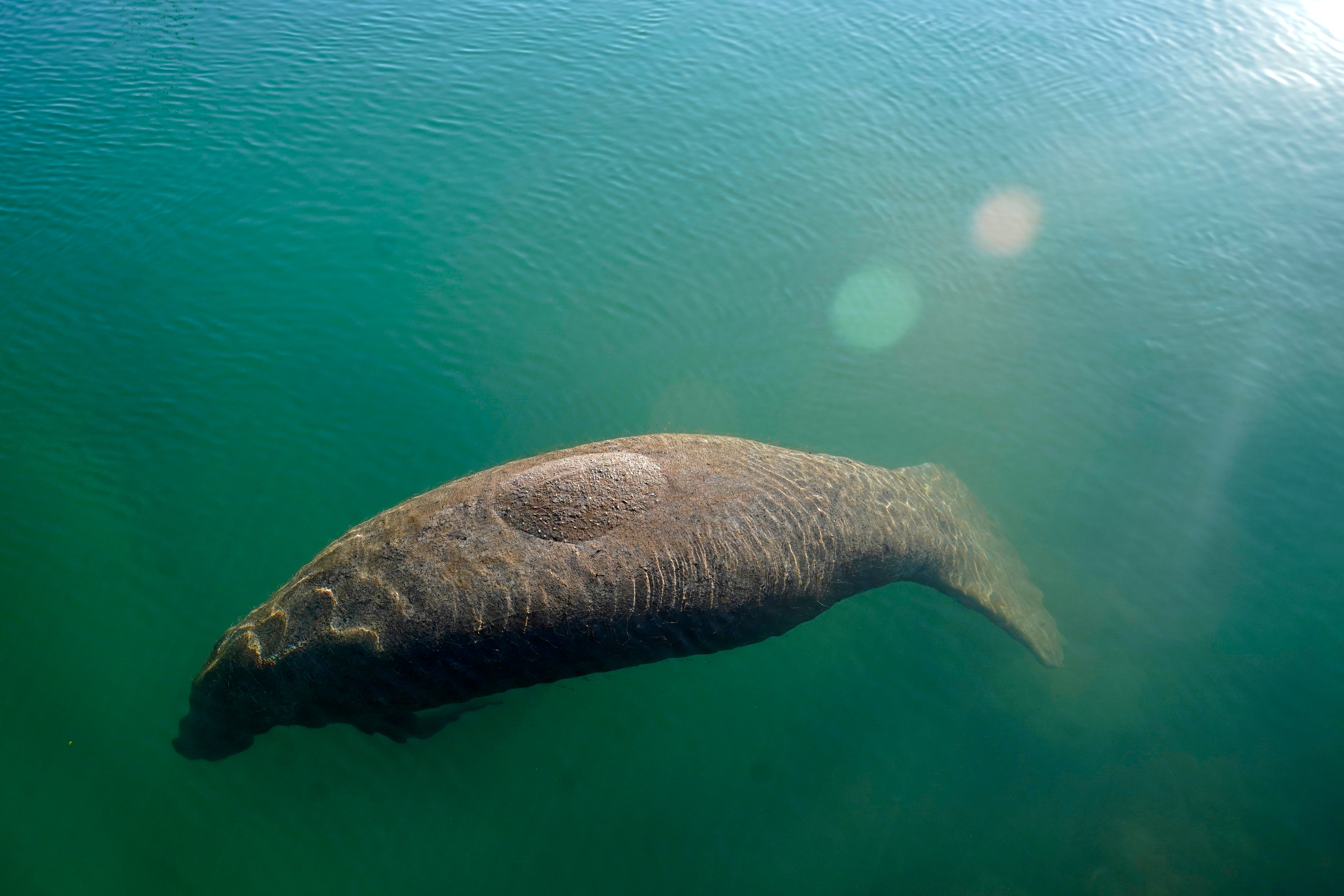 More than 1,000 manatees died in Florida in 2021 - a record