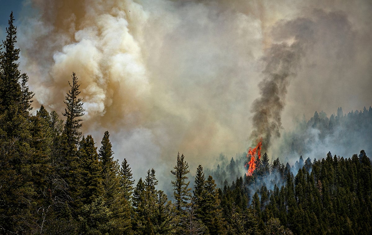 ABD orman servisi, New Mexico yangınını neredeyse Londra büyüklüğünde başlattığını kabul ediyor