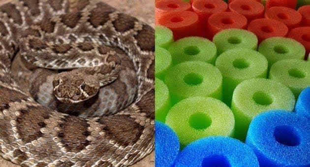 Authorities in Texas warned residents of rattlesnakes in swimming pools after one was found in a pool noodle