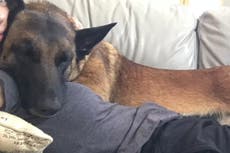 Hero pet dog saves California hiker attacked by mountain lion: ‘She’s a fighter, clearly’