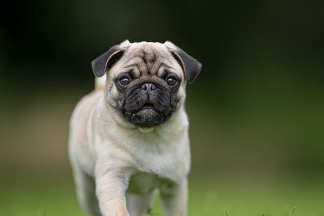 <p>Pugs are a flat-faced breed</p>